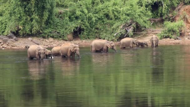南インドの年間川で野生のアジアゾウの群れの入浴 — ストック動画