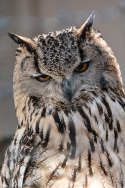 Avrupa kartal baykuş