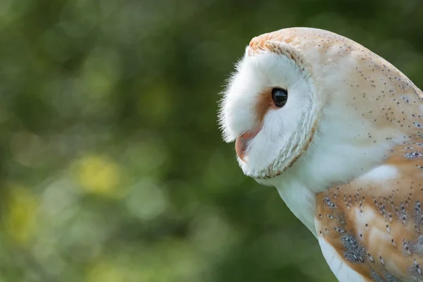 Barn Owl close up — Stock Photo, Image