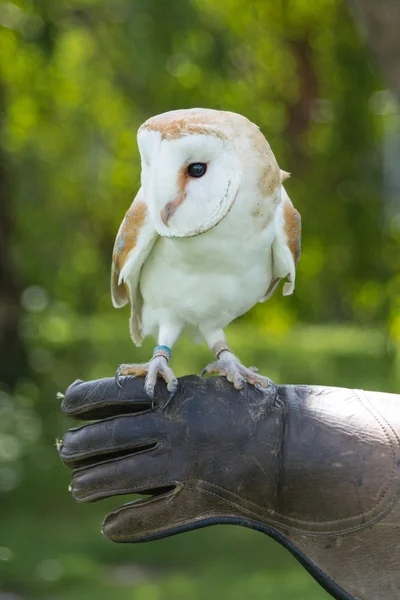 Barn Owl close up — Stock Photo, Image