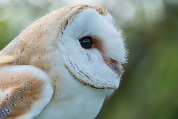 Hibou des clochers fermer — Photo