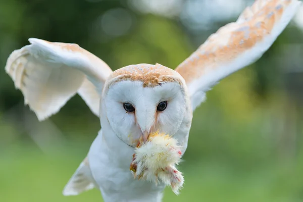 Barn Owl close up — Stock Photo, Image