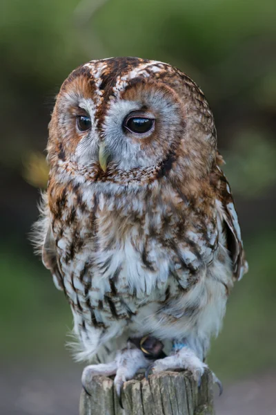 Brungul Uggla — Stockfoto