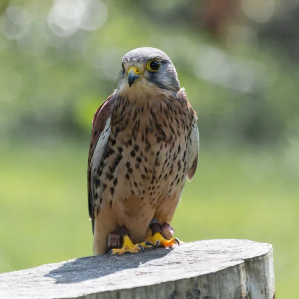 Kestrel, ave de rapina — Fotografia de Stock