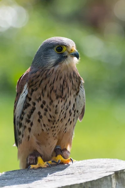 Kestrel, ave de rapina — Fotografia de Stock