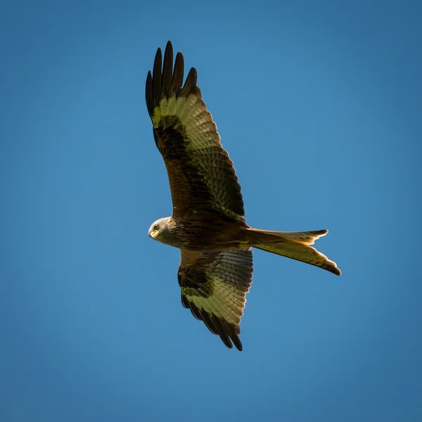 Red Kite in flight — Stock Photo, Image