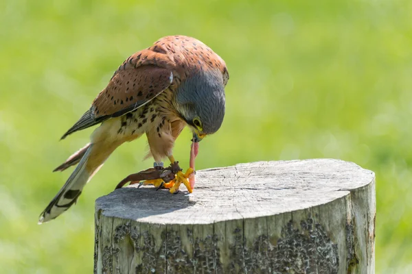 Kestrel, ave de rapina — Fotografia de Stock