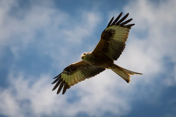 Red Kite in flight — Stock Photo, Image