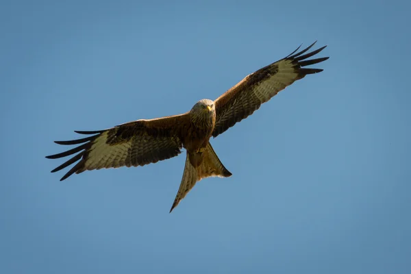 Kite vermelha em voo — Fotografia de Stock