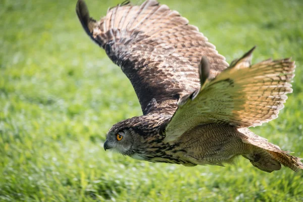 European Eagle Owl — Stock Photo, Image