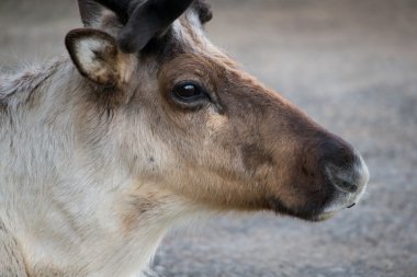 Reindeer close up clipart