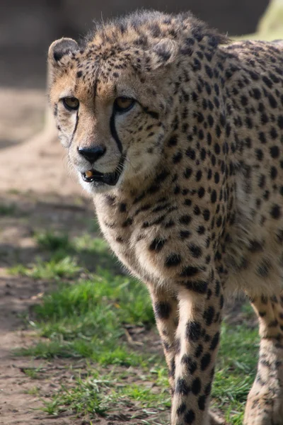 Cheetah — Stock Photo, Image