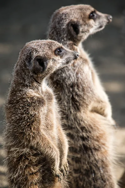 Coppia di Meerkat — Foto Stock