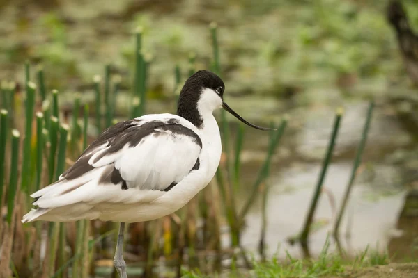 Avocet wading птаха — стокове фото