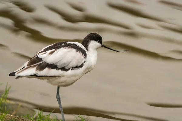 Avocet wading птаха — стокове фото