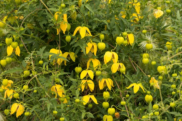 Akasma tangutica