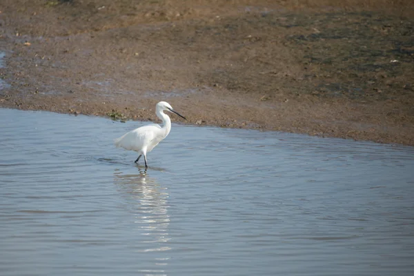 Gran garza blanca, Ardea alba . —  Fotos de Stock