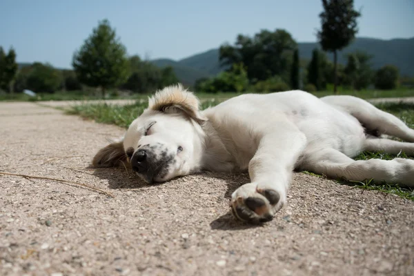 Cachorro dormido — Foto de Stock