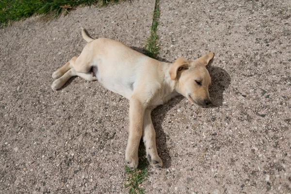 Cachorro dormido — Foto de Stock