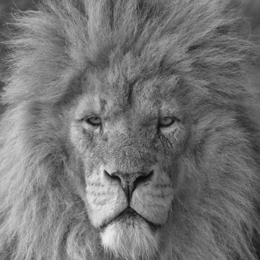 Erkek aslan başkanı