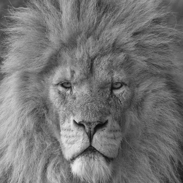 Head of male lion — Stock Photo, Image