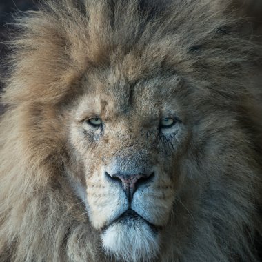 Erkek aslan başkanı