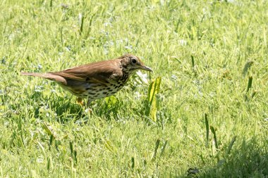 şarkı ardıç kuşu
