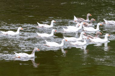 Yüzen kaz sürüsü