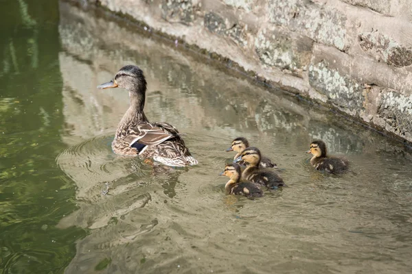 Ducklings with mother — Stock Photo, Image