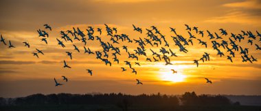 Flock of Avocets in flight clipart