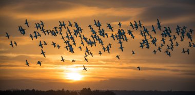 Uçan Avocet Sürüsü