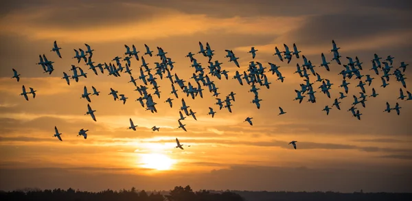 Flock of Avocets in flight — Stock Photo, Image