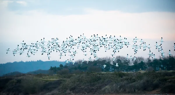 Manada de aguacates en vuelo — Foto de Stock