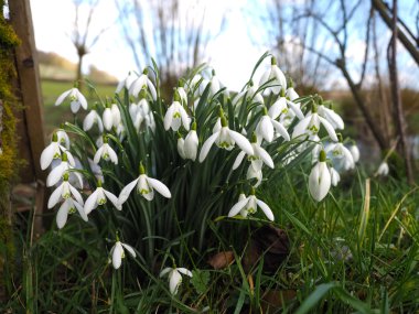 Vahşi kardelen çiçek