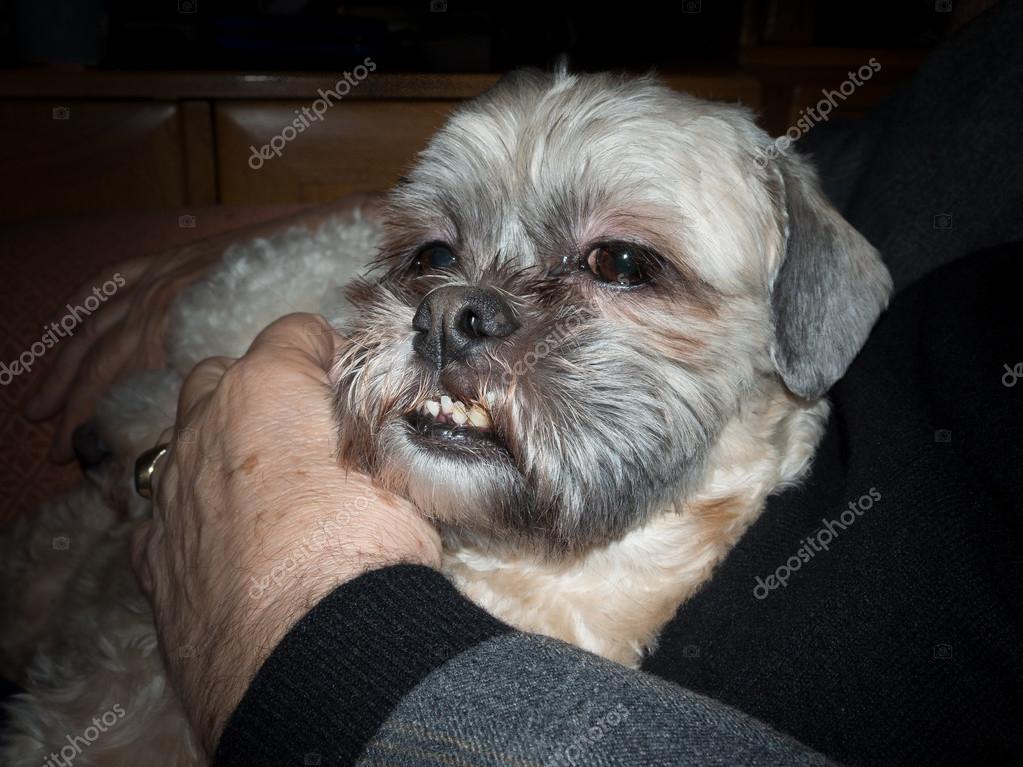 ugly shih tzu