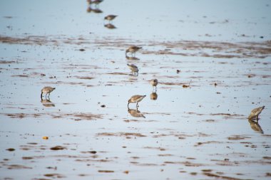 Sanderlings feeding on shore clipart