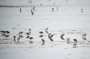 Kıyıda besleme sanderlings