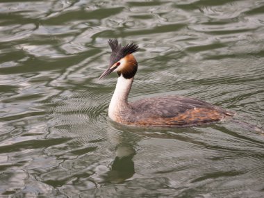Avrupa büyük tepeli batağan