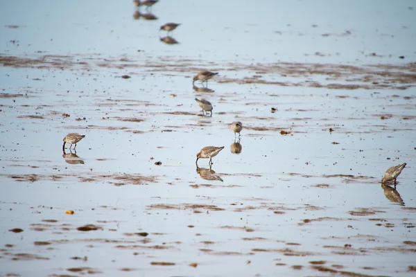 Kıyıda besleme sanderlings — Stok fotoğraf