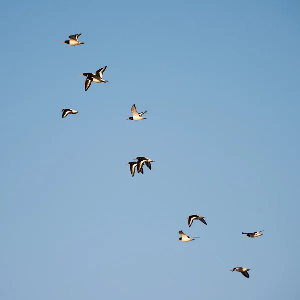 Oyster Catchers en vuelo — Foto de Stock
