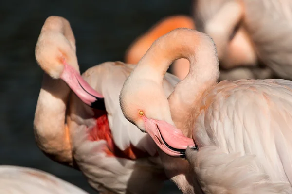 Mayor Flamingo — Foto de Stock