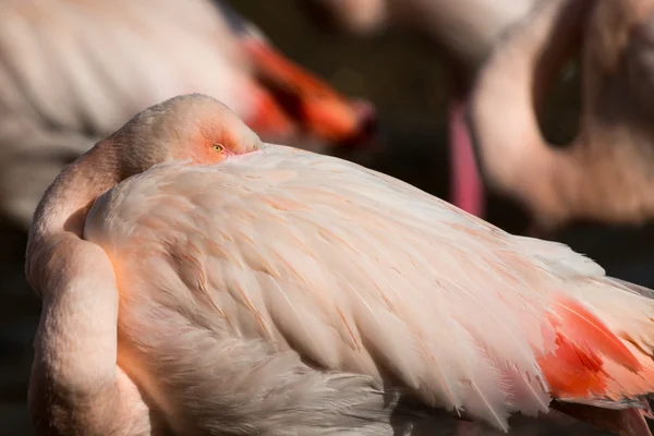 Mayor Flamingo — Foto de Stock