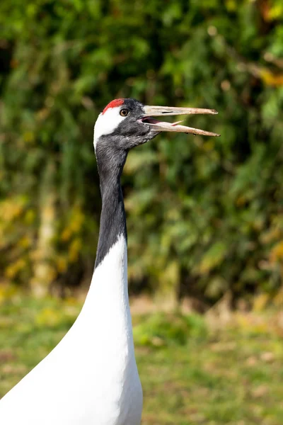 Eurasian Crane — Stock Photo, Image