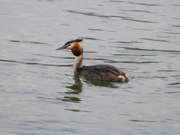European great crested grebe — Stock Photo, Image