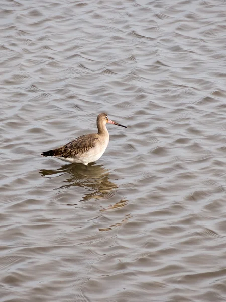 검은 꼬리 Godwit — 스톡 사진