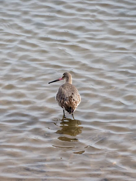 Negro cola Godwit —  Fotos de Stock