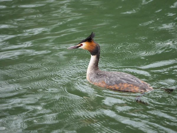 European great crested grebe — Stock Photo, Image