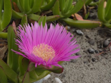 çiçek yakın çekim