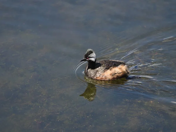 Grebe blanco con mechón —  Fotos de Stock