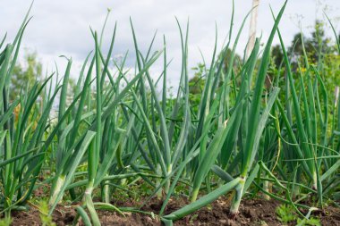 Büyüyen yeşil sarımsak yaprakları.